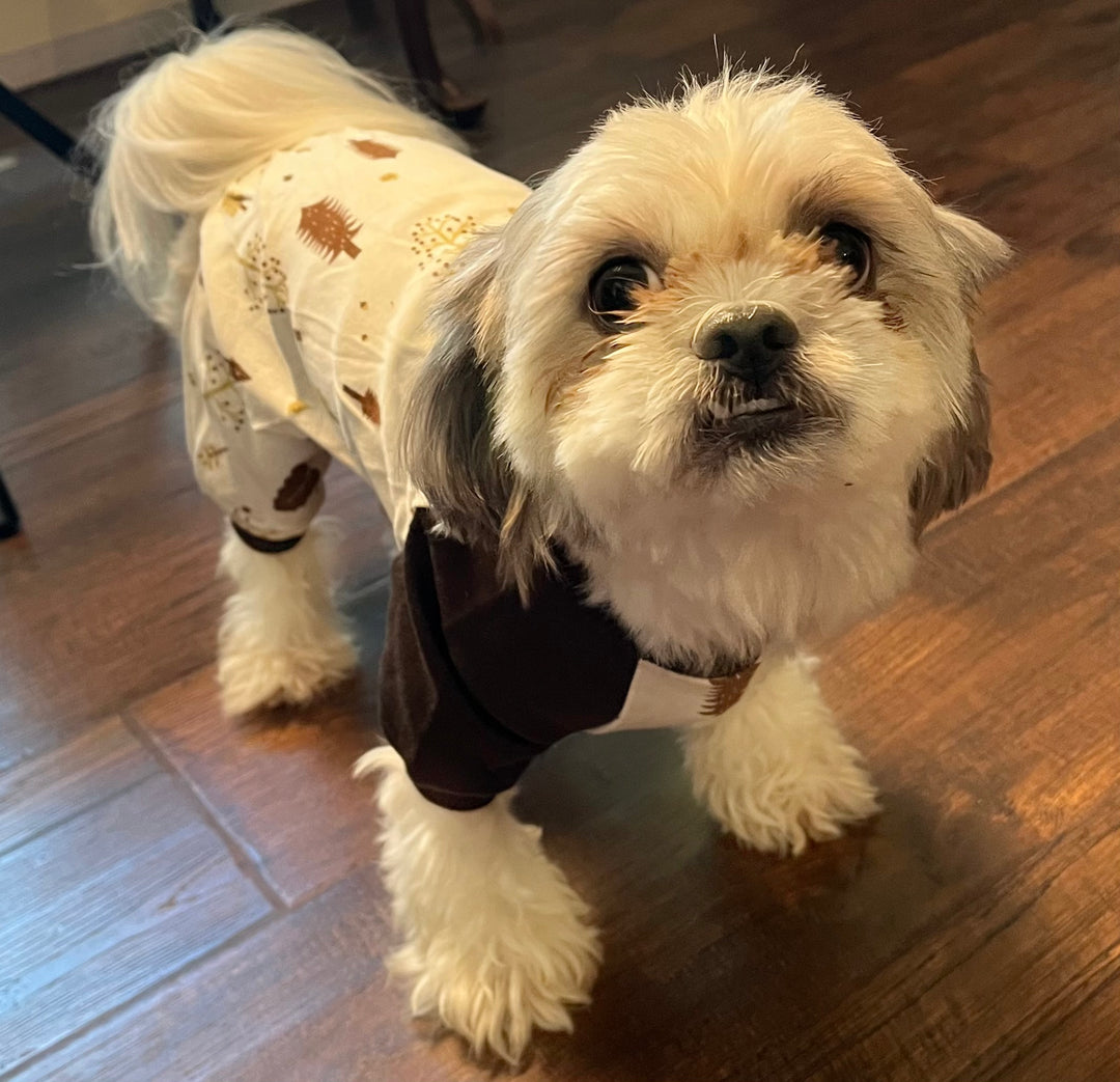 Small white dog wearing a patterned outfit on a wooden floor