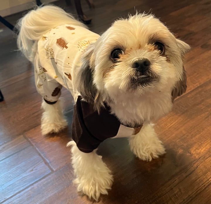 Small white dog wearing a patterned outfit on a wooden floor