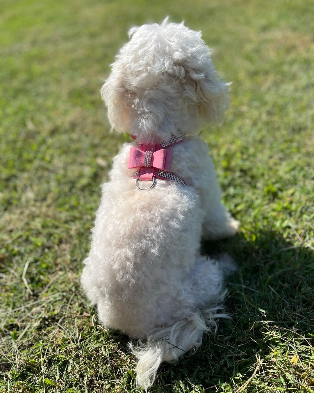 The Velvet Leather Bling Harness - Available in Candy Pink and Robin's Egg Blue