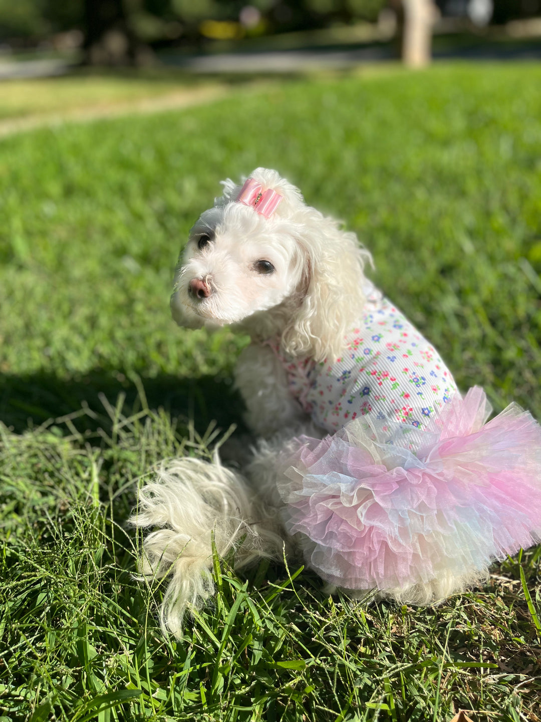Shop Luxury Dog Dresses At Top Dog Boutique Pretty Paws Luxury Couture Shop Luxury Dog Dresses At Top Dog Boutique Pretty Paws Luxury Couture