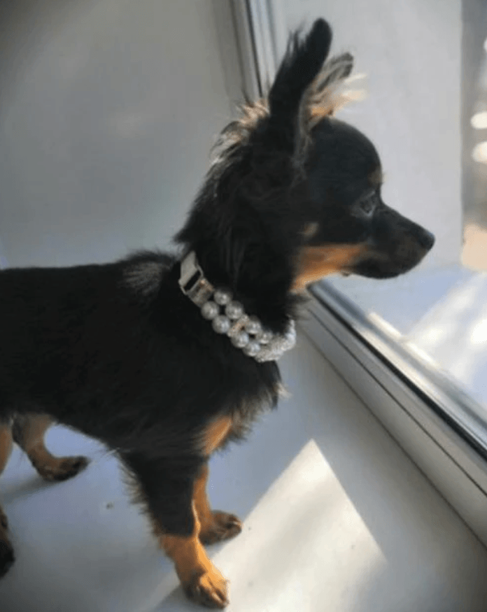 Pearl Dog Collar - Pretty Paws Luxury Couture