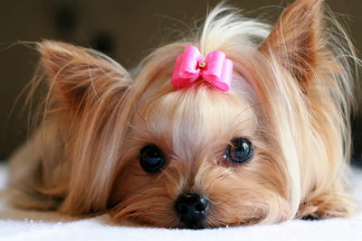 Pure Color w/ Rhinestone Hair Bows - Pretty Paws Luxury Couture